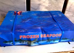 Frozen mackerel fish